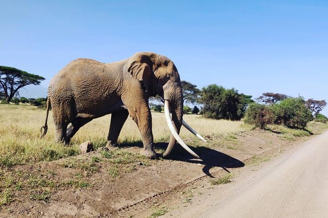 Day Tour to Amboseli National Park - Lunch at OLTUKAI Lodge