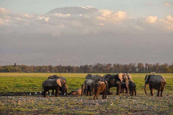 Day tour to Amboseli national park - Crossing Maasai country toward the park