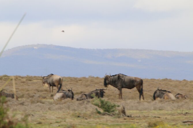 Day tour to Hell's Gate National park and optional Boat ride on lake Naivasha - Lunch at Fisherman’s Camp