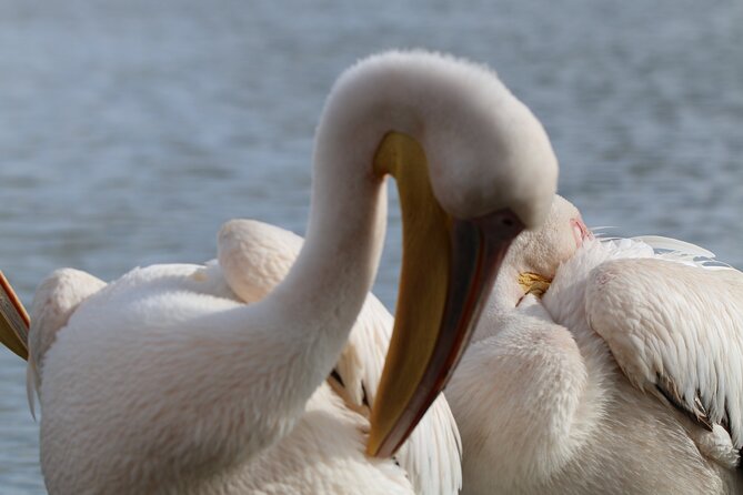 Day tour to Hell's Gate National park and optional Boat ride on lake Naivasha - Lake Naivasha by boat for $25