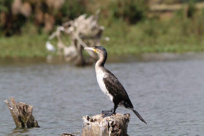Day tour to Hell's Gate National park and optional Boat ride on lake Naivasha - Who will enjoy this day most