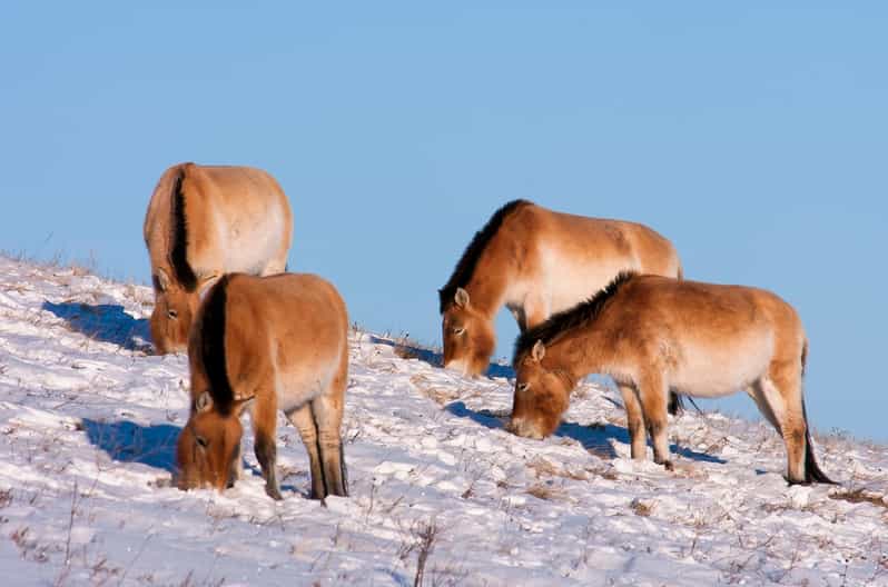 Day tour to Hustai national park - Key points to know before booking
