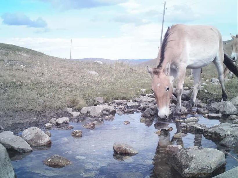 Day tour to Hustai national park - What the day from Ulaanbaatar is really like