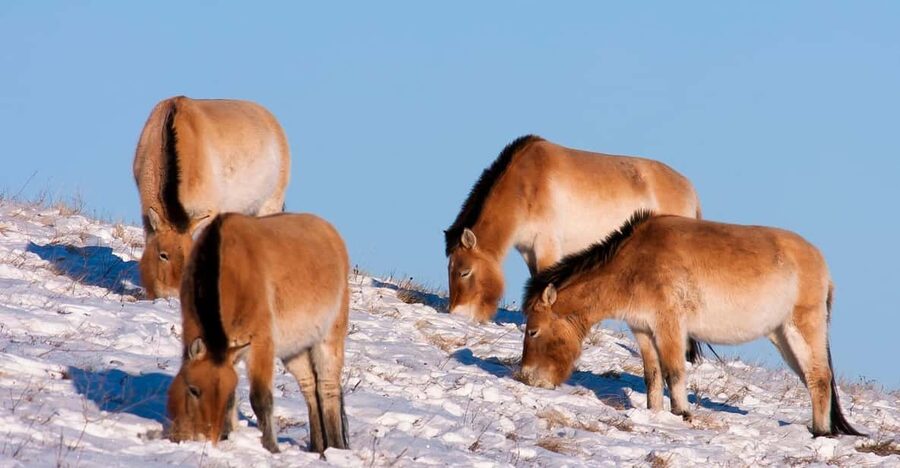 Day tour to Hustai national park - The biggest issue: park time can be short