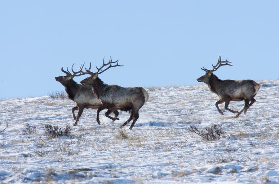 Day tour to Hustai national park - A private vehicle is useful for three people