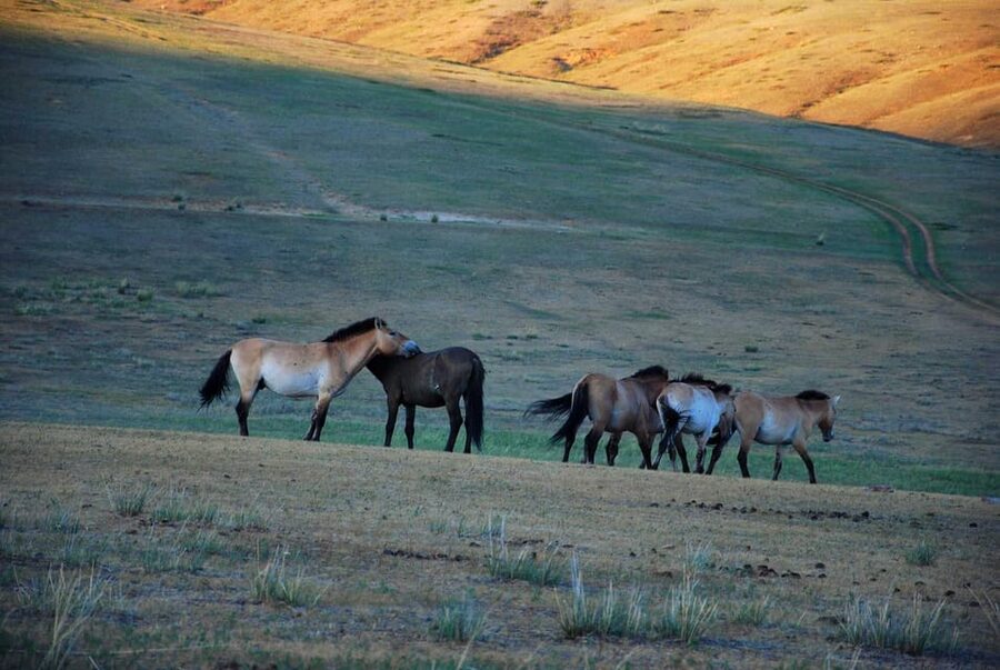 Day tour to Hustai national park - Why Hustai’s horses are worth the trip