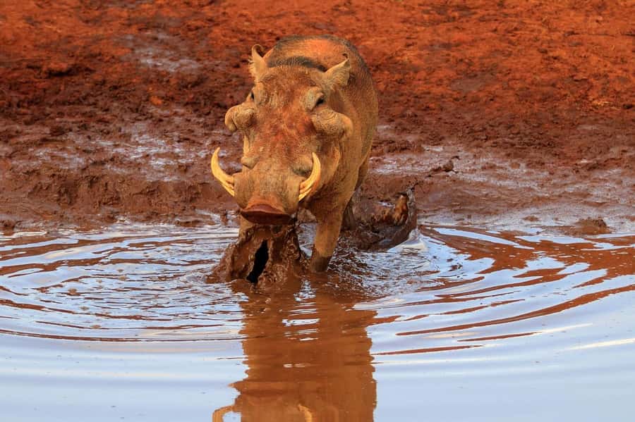 Day tour to Tsavo East National Park from Malindi/ Watamu - Key points to know before booking