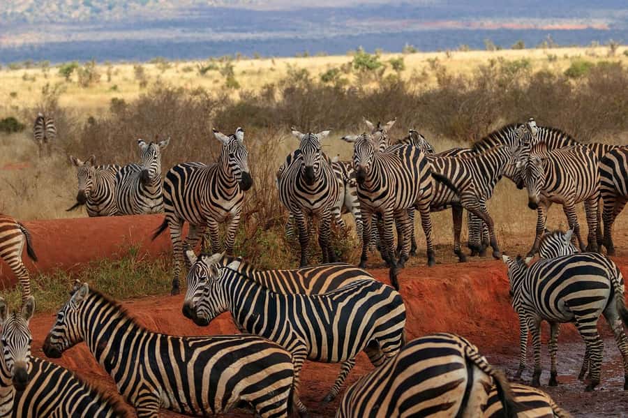 Day tour to Tsavo East National Park from Malindi/ Watamu - Why Tsavo East works as a coast day trip