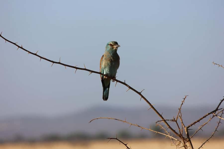 Day tour to Tsavo East National Park from Malindi/ Watamu - Aruba Dam and the value of water
