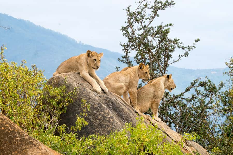Day tour to Tsavo East National Park from Malindi/ Watamu - The Pipeline area and Tsavo’s red elephants