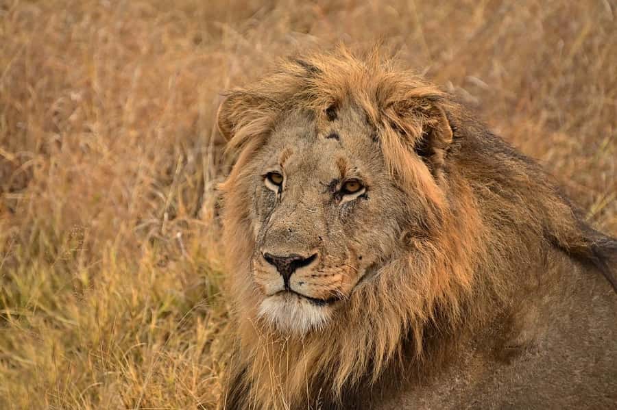 Day tour to Tsavo East National Park from Malindi/ Watamu - How much value do you get for $389?