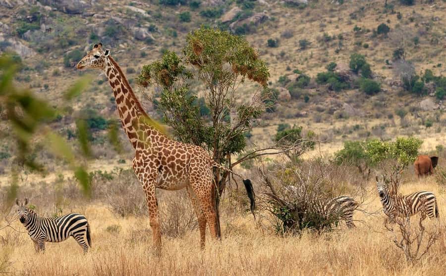 Day tour to Tsavo East National Park from Malindi/ Watamu - The long return to the coast