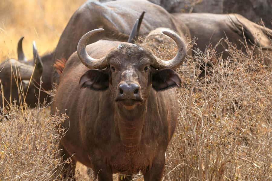 Day tour to Tsavo East National Park from Malindi/ Watamu - The drive from Watamu or Malindi