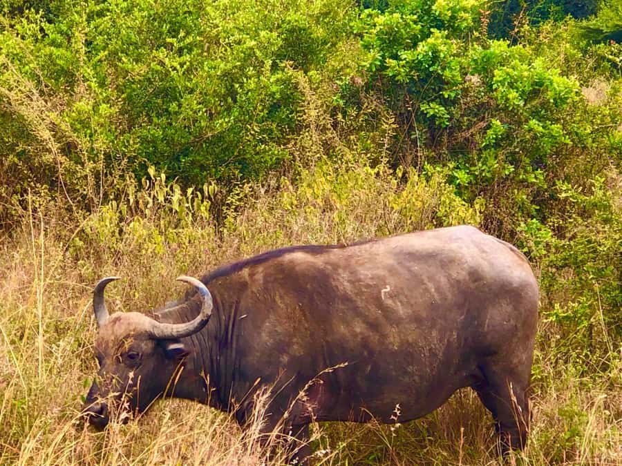 DAY TOUR TO TSAVO EAST NATIONAL PARK FROM MOMBASA/DIANI - Key points at a glance