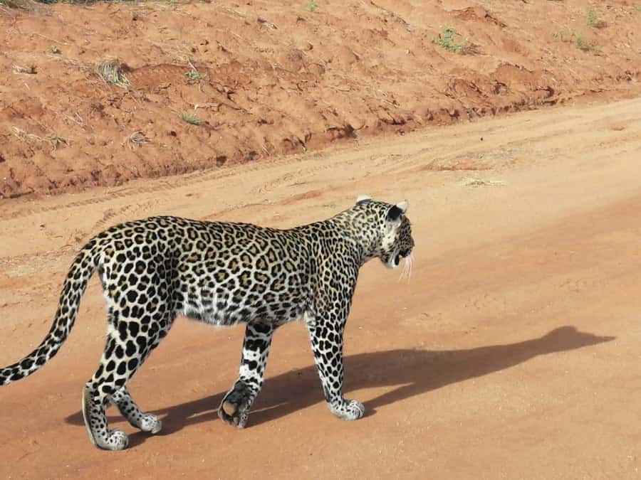 DAY TOUR TO TSAVO EAST NATIONAL PARK FROM MOMBASA/DIANI - Why Tsavo East makes sense from the coast