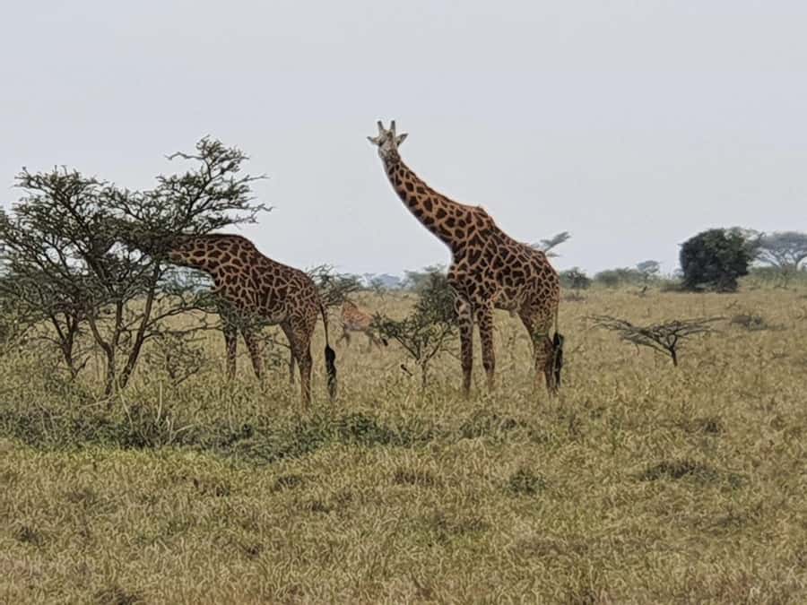 DAY TOUR TO TSAVO EAST NATIONAL PARK FROM MOMBASA/DIANI - Entering Tsavo East through Bachuma Gate