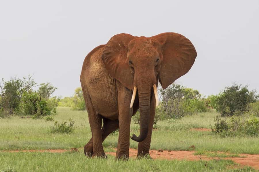 DAY TOUR TO TSAVO EAST NATIONAL PARK FROM MOMBASA/DIANI - Aruba Dam and the value of a water stop