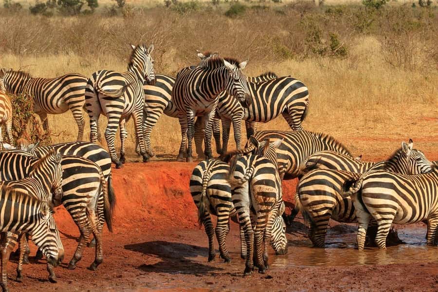 DAY TOUR TO TSAVO EAST NATIONAL PARK FROM MOMBASA/DIANI - The red elephants of Tsavo