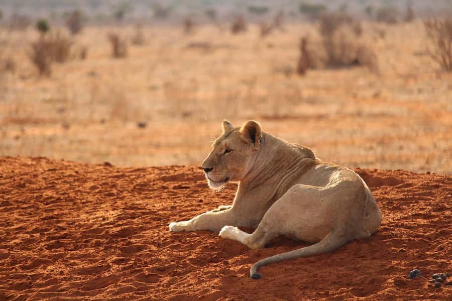 DAY TOUR TO TSAVO EAST NATIONAL PARK FROM MOMBASA/DIANI - What the $355 price gives you