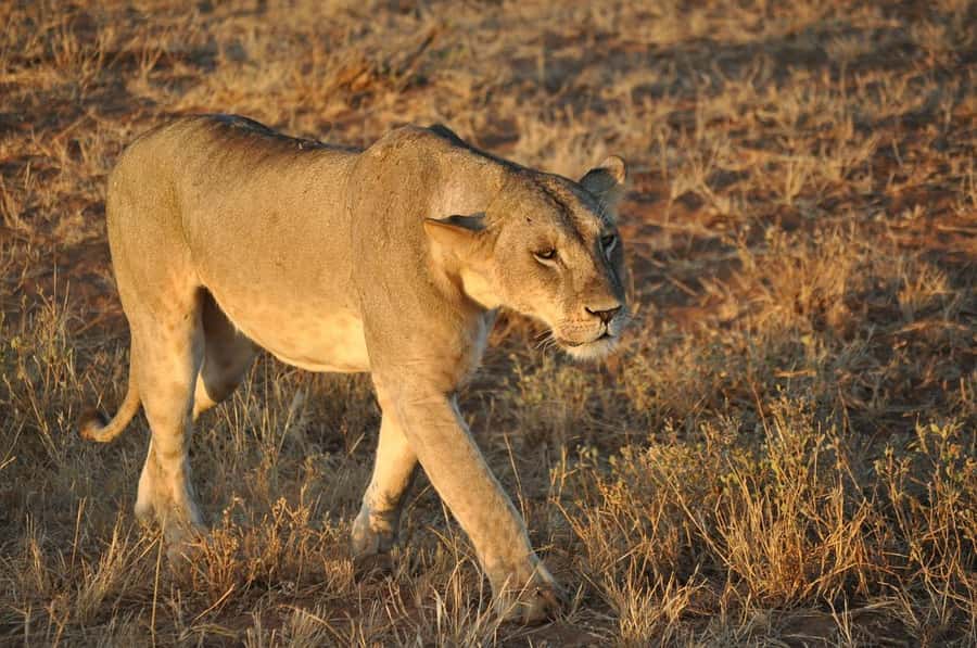 DAY TOUR TO TSAVO EAST NATIONAL PARK FROM MOMBASA/DIANI - Who will enjoy this safari most