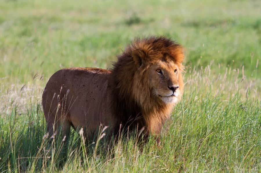 DAY TOUR TO TSAVO EAST NATIONAL PARK FROM MOMBASA/DIANI - The 05:00 pickup and road to the gate