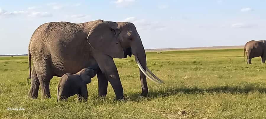 Day trip amboseli national park from nairobi budget safari. - Key points at a glance