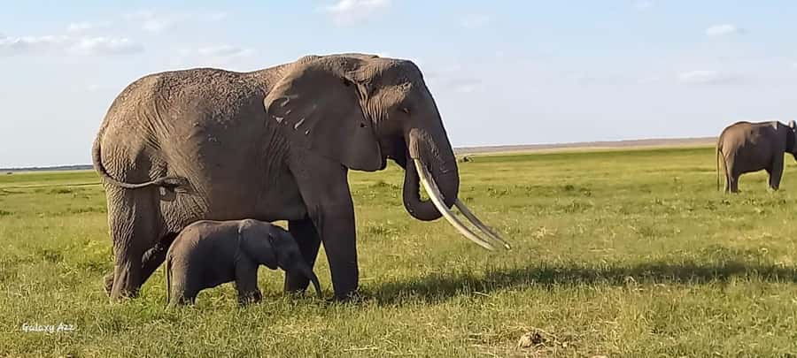Day trip amboseli national park from nairobi budget safari. - What this Amboseli day trip really offers