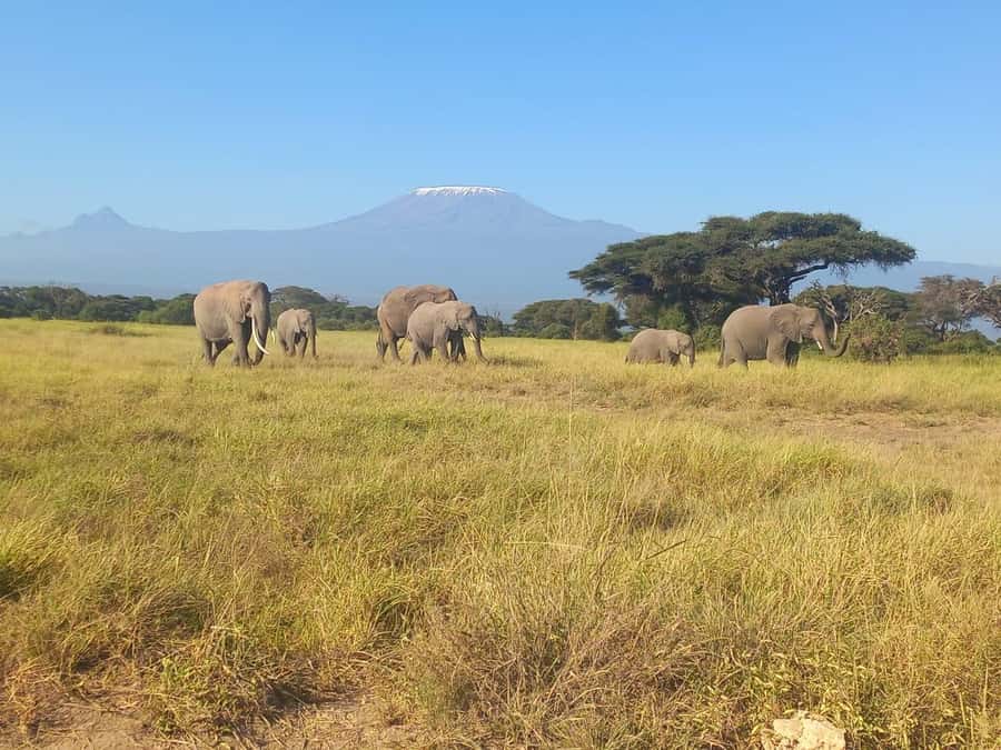 Day trip amboseli national park from nairobi budget safari. - The Maasai village visit and what to expect