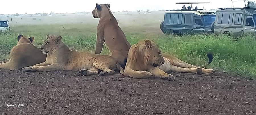 Day trip amboseli national park from nairobi budget safari. - Vehicle comfort, guide quality, and group expectations