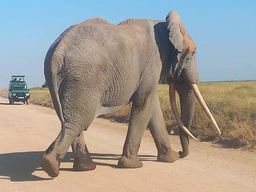 Day trip amboseli national park from nairobi budget safari. - What to pack for a dusty, photo-heavy day