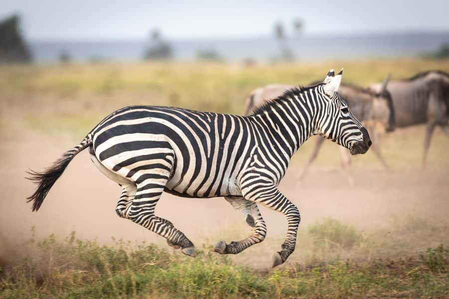 Day Trip: Amboseli National Park & Maasai Village – Nairobi - Key points to know before booking