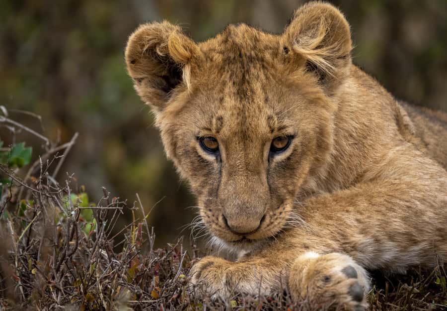 Day Trip: Amboseli National Park & Maasai Village – Nairobi - What this Nairobi to Amboseli day is really like
