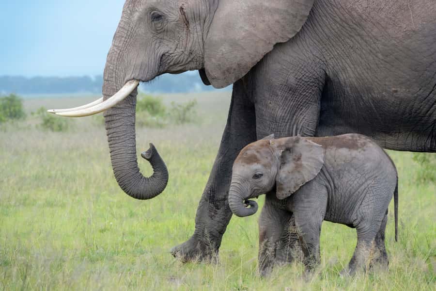 Day Trip: Amboseli National Park & Maasai Village – Nairobi - Entering Amboseli for a five-hour game drive