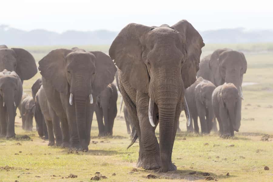 Day Trip: Amboseli National Park & Maasai Village – Nairobi - Mount Kilimanjaro views depend on the clouds