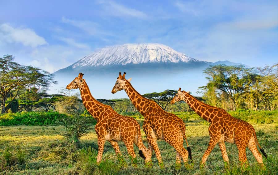 Day Trip: Amboseli National Park & Maasai Village – Nairobi - Meeting a Maasai community after the safari