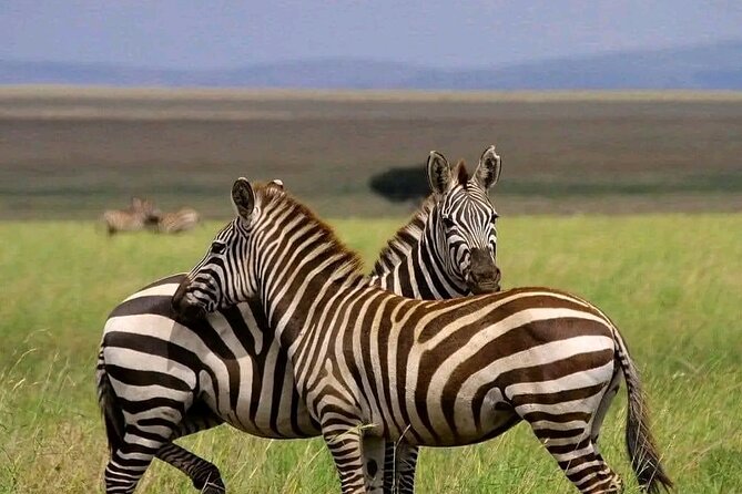 Day trip Safari to Mikumi National Park - Key points at a glance