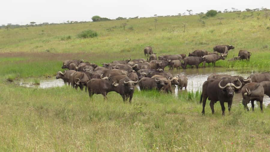 Day Trip to Amboseli National Park from Nairobi. - Key points to know before booking