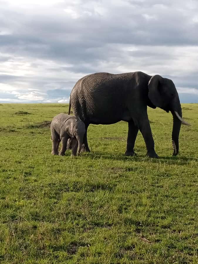 Day Trip to Amboseli National Park from Nairobi. - Why Amboseli works as a Nairobi day trip