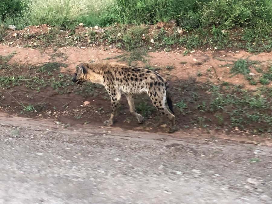 Day Trip to Amboseli National Park from Nairobi. - The return to Nairobi and the limits of one day