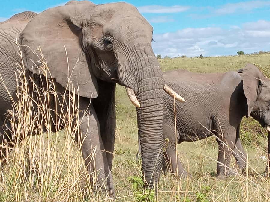 Day Trip to Amboseli National Park from Nairobi. - The pre-sunrise pickup from Nairobi