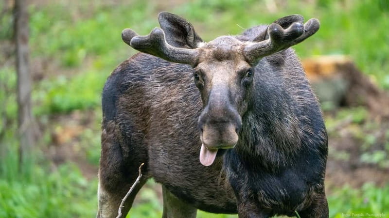 Day Trip To Gauja National Park: Animals, and Castles - Key points at a glance