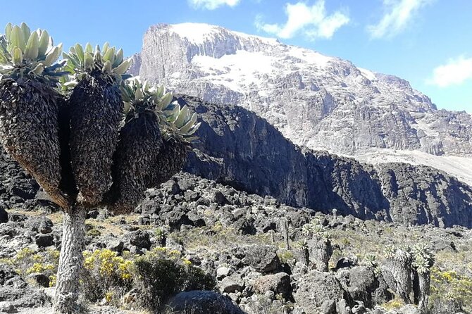 Day Trip to Kilimanjaro National Park - Starting early from Arusha or Moshi