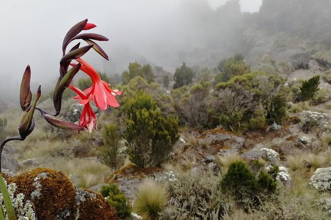Day Trip to Kilimanjaro National Park - The rainforest trail to Mandara Hut