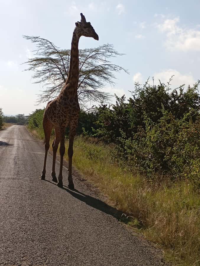 Day Trip to Lake Nakuru National Park from Nairobi - Why Lake Nakuru works as a Nairobi day trip