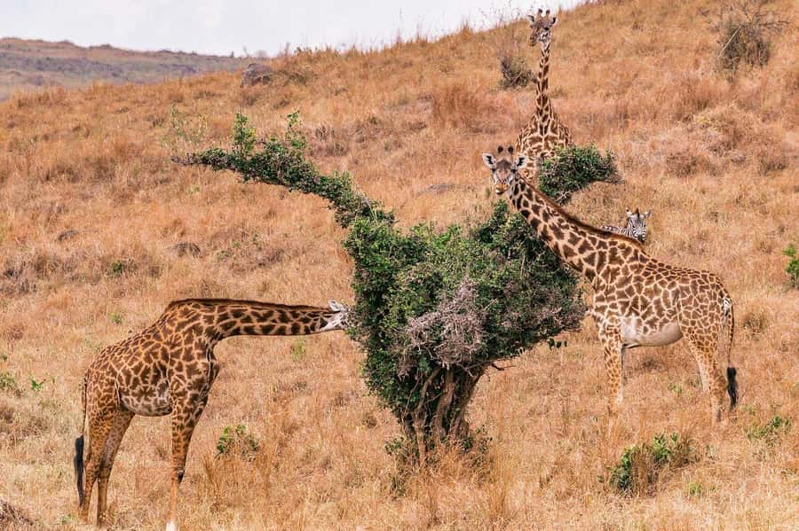 Day Trip to Lake Nakuru National Park from Nairobi - What the afternoon adds