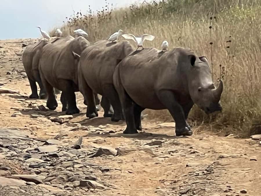 Day Trip to Lake Nakuru National Park from Nairobi - The Great Rift Valley drive from Nairobi