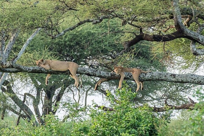 Day trip to tarangire national park - Key points at a glance