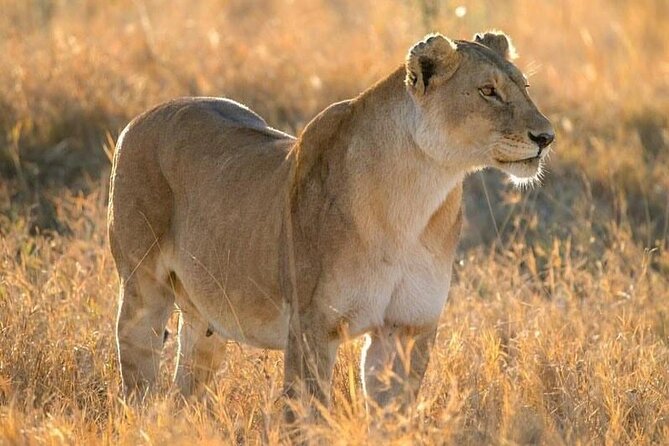 Day trip to tarangire national park - Why Tarangire works for a one-day safari