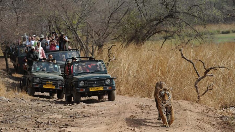 Delhi: Same Day Sariska National Park Tour with Tiger Safari - Key points before you book