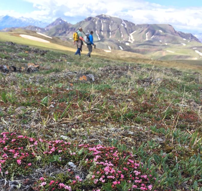 Denali: 5-Hour Guided Wilderness Hiking Tour - Key points at a glance
